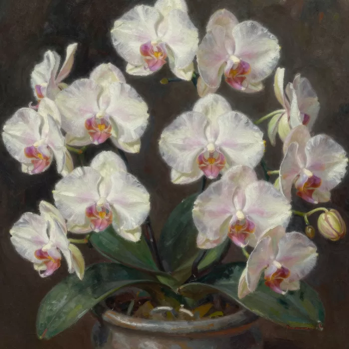 Blossoming Orchid