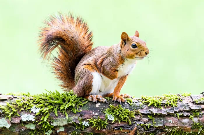Forest Friend