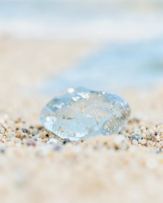Shore Shards