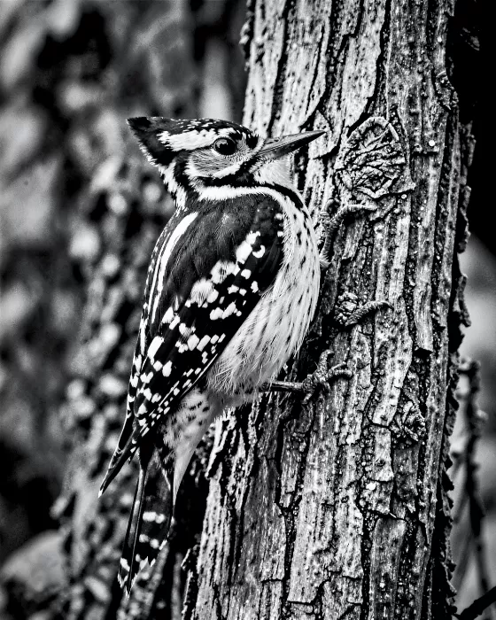 Woodpecker