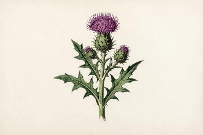 Antique Thistle