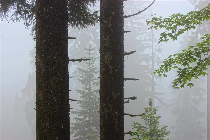 Dark Woods