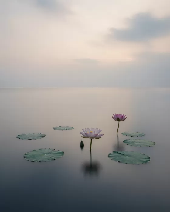 Still Bloom II