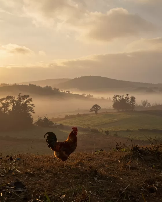 Golden Rooster