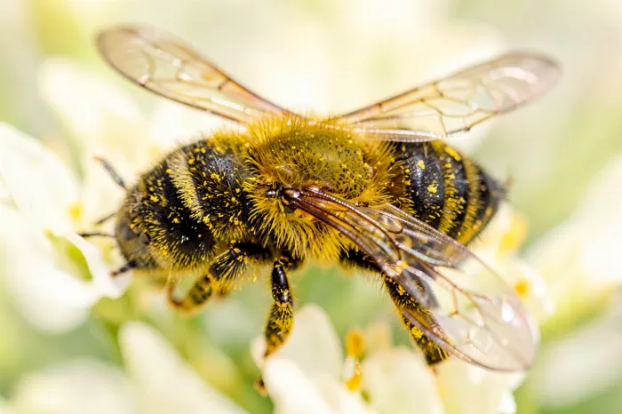 Pollen Queen