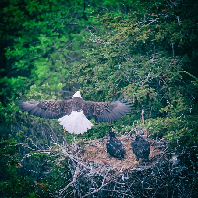Eagles Nest - Newfoundland art print