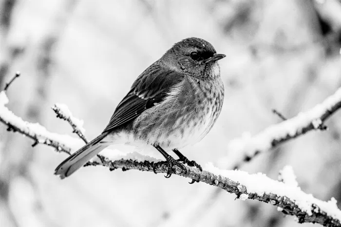 Snowbound Robin