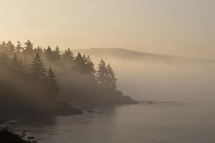 Misty Spruce