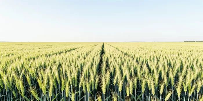 Barley Dawn