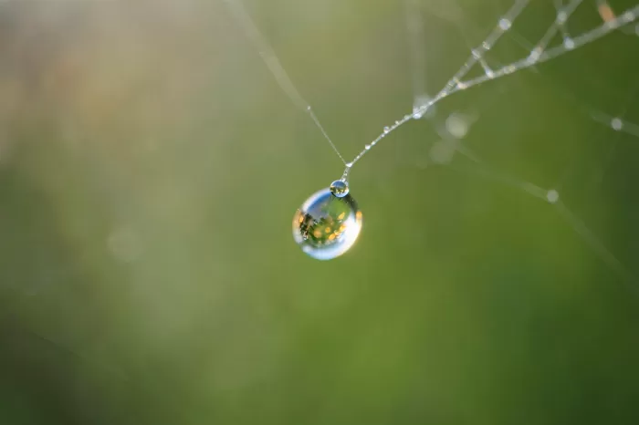 Dewdrop World