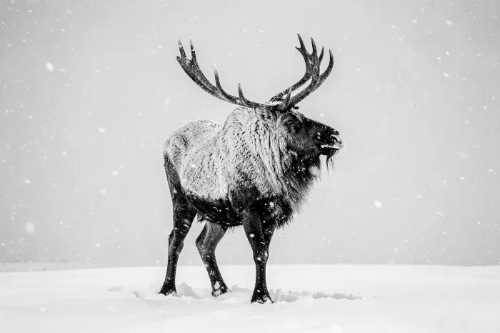 Snowbound Caribou