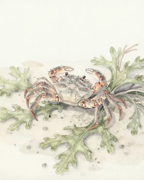 Seaweed Study