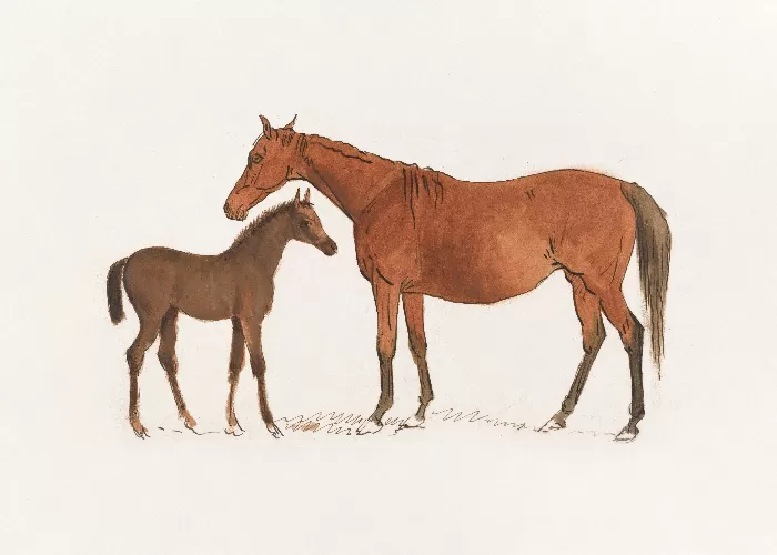 Chestnut Mare and Foal Sawrey Gilpin