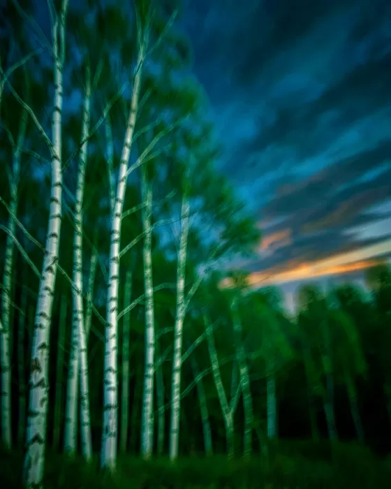 Indigo Canopy
