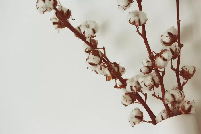 Cotton flower 