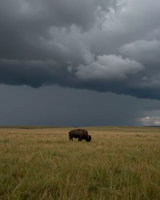 Storm Graze