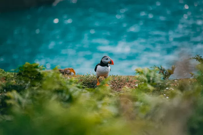 Flight of the Puffins