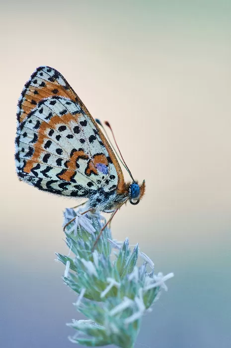 Fluttering Beauty Captured
