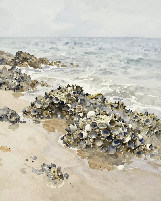 Tidal Wash