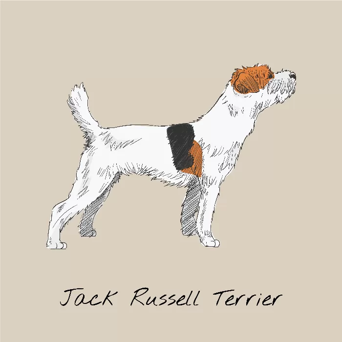 Jack Russell Terrier