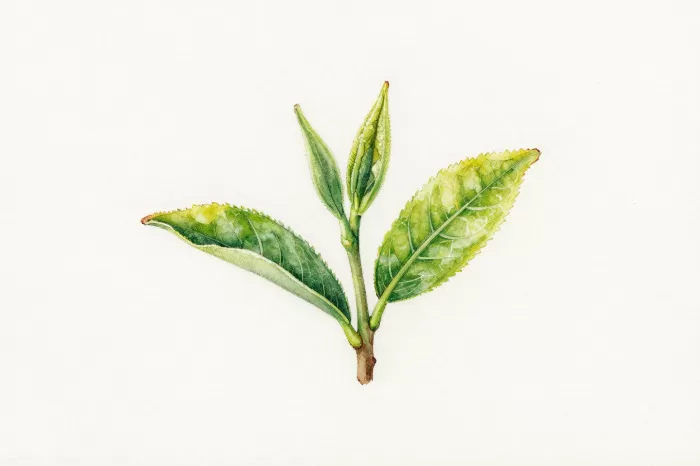 Green Tea Study