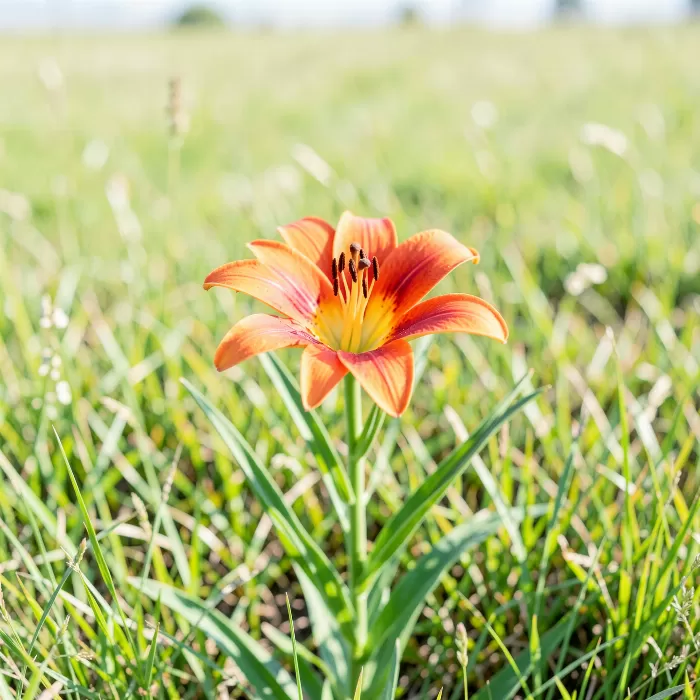 Open Prairie