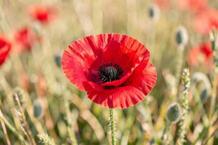 Tuscan Poppies