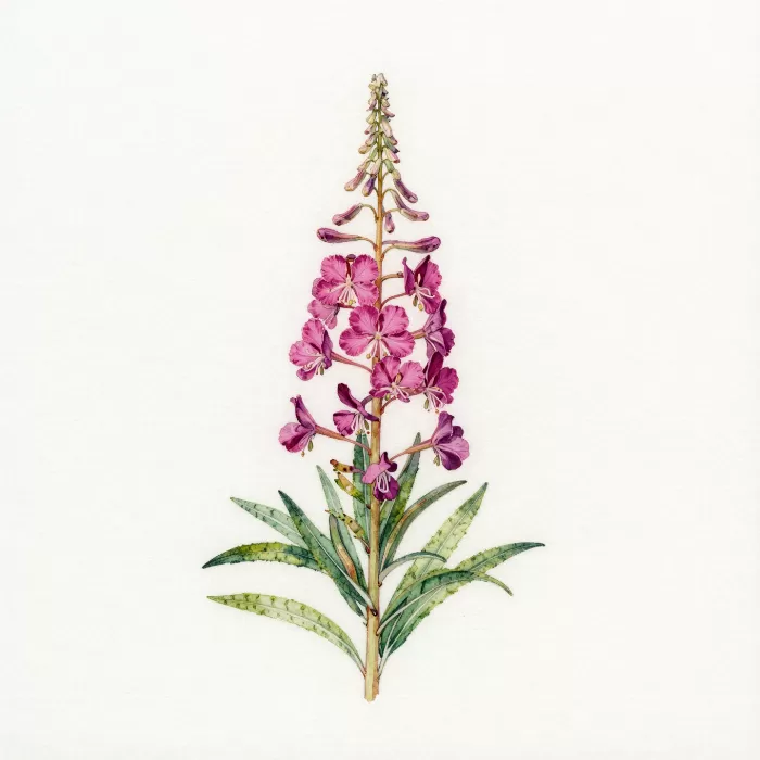 Fireweed Study
