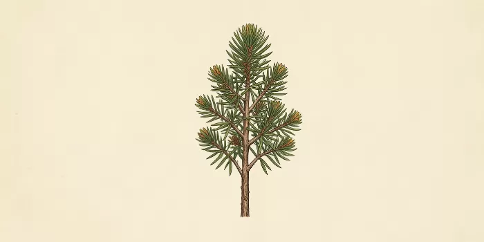Coastal Sage