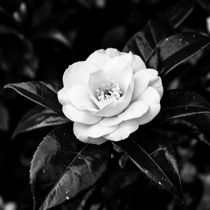 Camellia Noir