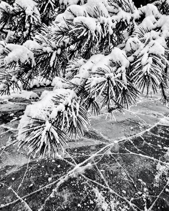 Frozen Branches