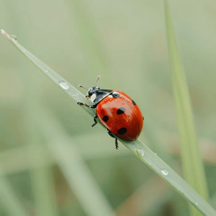 Ladybird Droplets