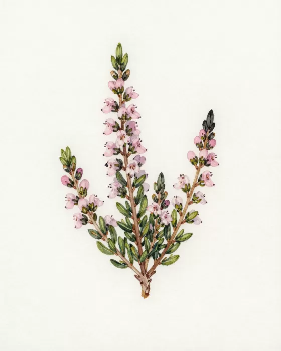 Alpine Sprig