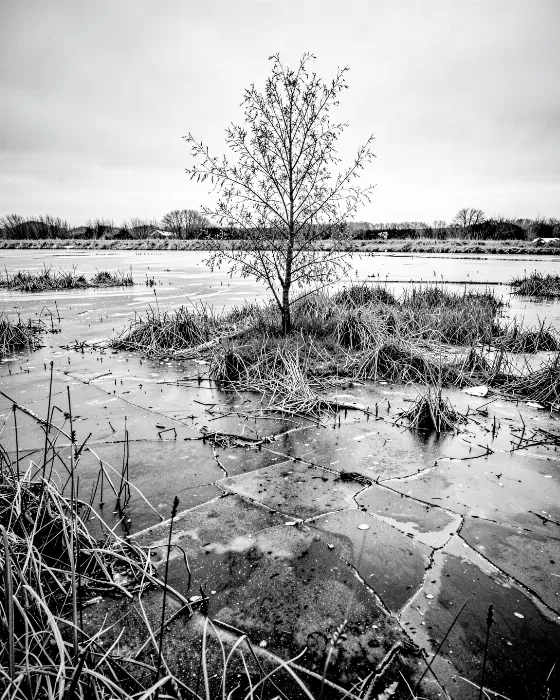 Frozen Slough
