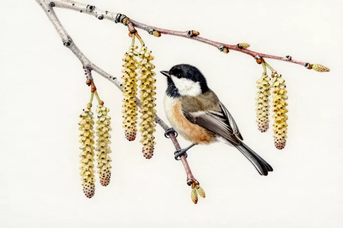 Birch Chickadee
