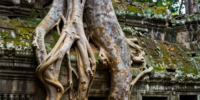 Root Embrace