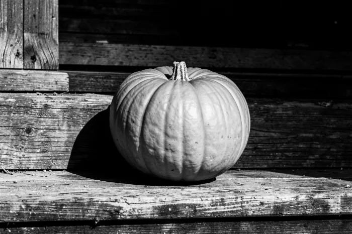 Harvest Shadow
