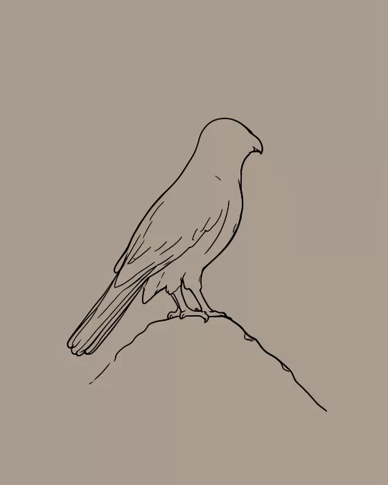 Quiet Falcon