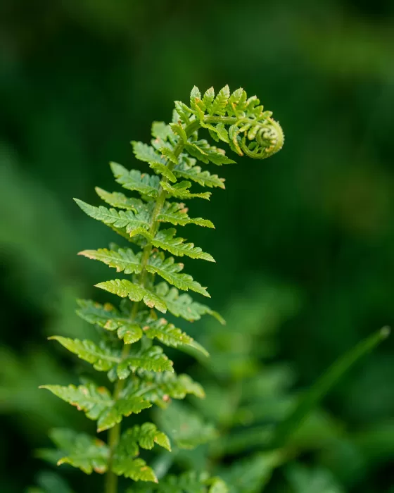 Spring Spiral