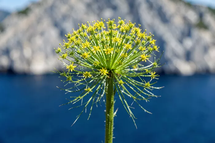 Amalfi Fennel