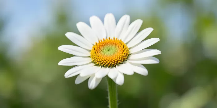 Petal Heart