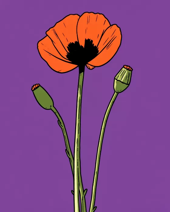 Plum Poppy