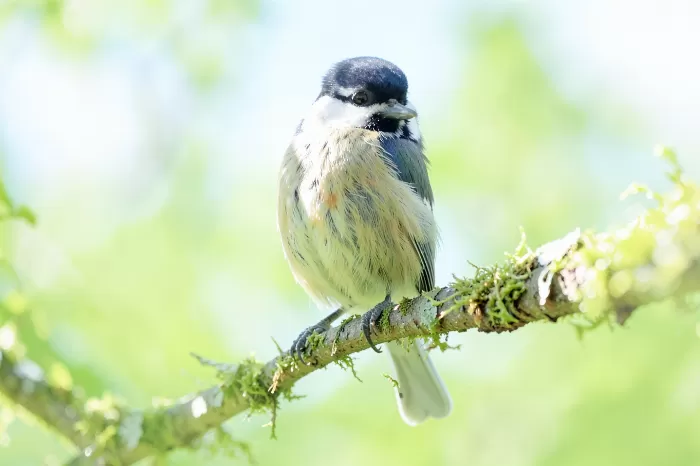 Chickadee Glow