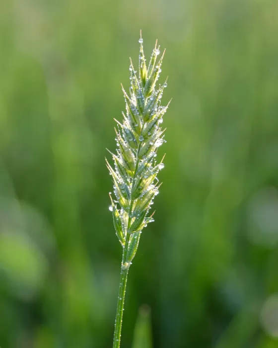 Dewlight