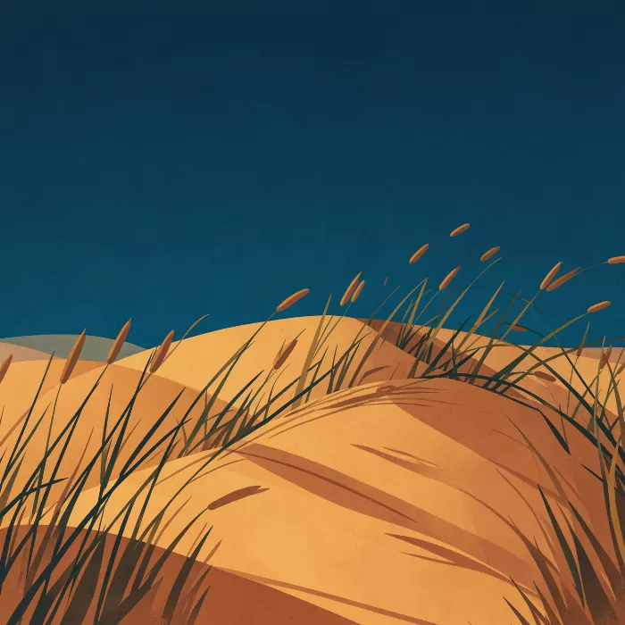 Sea Oat Curve