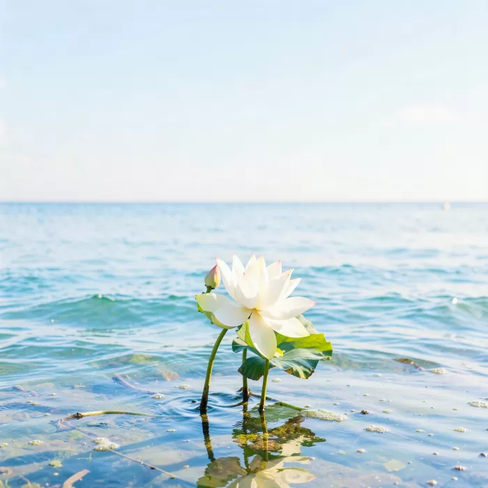 Lotus Shore