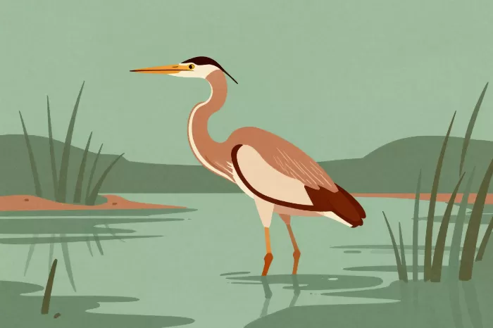 Heron And Reeds