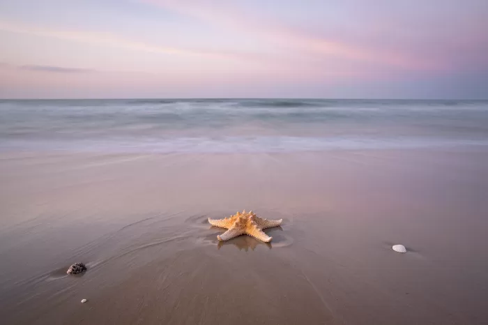 Silken Starfish