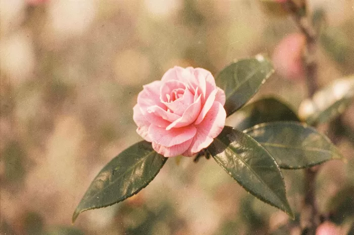 Camellia Glow