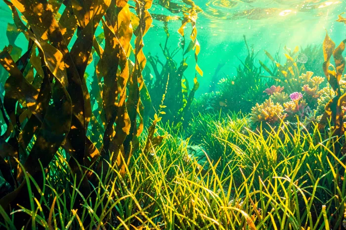 Golden Underwater